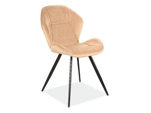 4-tuolin setti Signal Meble Ginger Velvet, beige hinta ja tiedot | Ruokapöydän tuolit | hobbyhall.fi