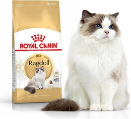 Royal Canin jalostuskissoille Adult, 2 kg hinta ja tiedot | Kissan kuivaruoka | hobbyhall.fi