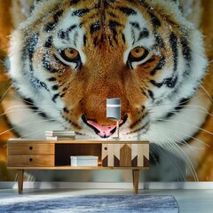 Tiikerikuvioiset valokuvatapetit eläinaiheilla lastenhuoneen sisustukseen - 390 x 280 cm hinta ja tiedot | Sisustustarrat | hobbyhall.fi
