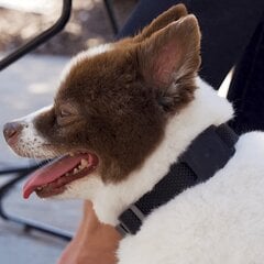 Apple AirTag Case Mate koiran kaulapannan kiinnityslaite hinta ja tiedot | Puhelimen lisätarvikkeet | hobbyhall.fi
