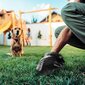 Kakkapussit koirille, 50 rullan setti, 1000 pussia. hinta ja tiedot | Eläinten hoitotuotteet | hobbyhall.fi