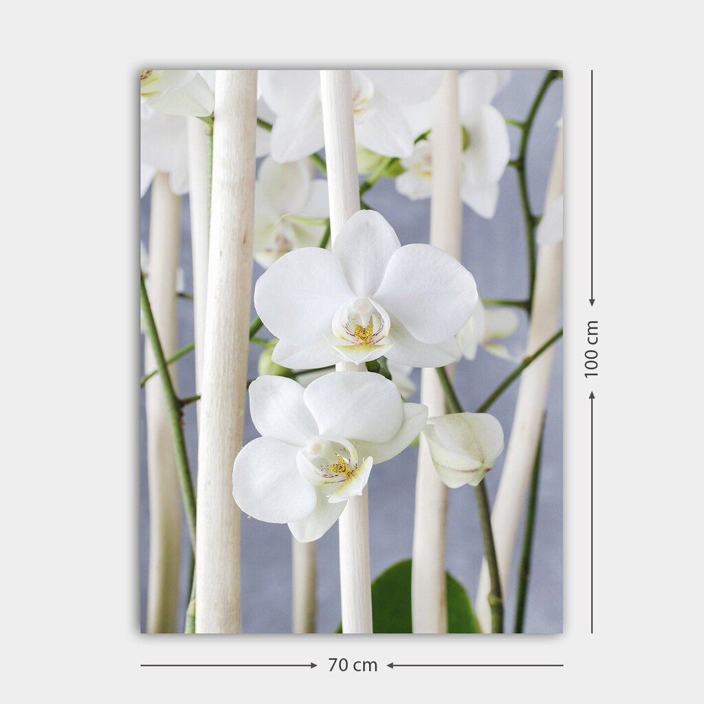 Sisustustaulu Orkidea hinta ja tiedot | Taulut | hobbyhall.fi