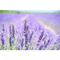Institut Karite Shea Cream Wash Lavender vartaloemulsio 500 ml hinta ja tiedot | Suihkusaippuat ja suihkugeelit | hobbyhall.fi