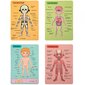 Puinen magneettinen palapeli, ihmisen anatomia, Tooky Toy hinta ja tiedot | Kehittävät lelut | hobbyhall.fi