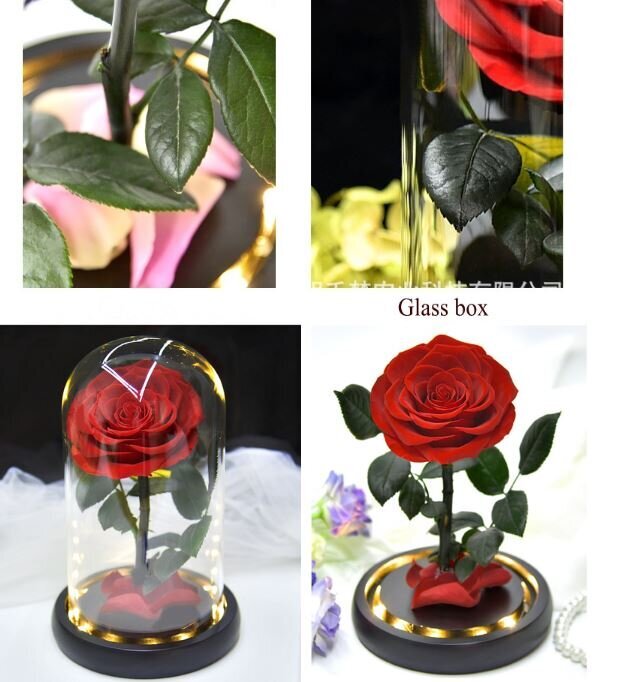 Ruusu pullossa / Ikuinen stabiloitu ruusu 22 cm hinta ja tiedot | Kestoruusut | hobbyhall.fi
