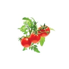 Click & Grow Smart Garden minitomaatti, 3 kpl hinta ja tiedot | Click & Grow Kodinkoneet ja kodinelektroniikka | hobbyhall.fi