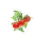 Click & Grow Smart Garden minitomaatti, 3 kpl hinta ja tiedot | Sisäpuutarhat ja kasvilamput | hobbyhall.fi