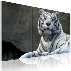 Image of Kuva - White tiger