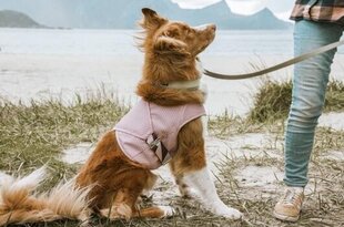 Hurtta Cooling Wrap jäähdytysliivi, eri kokoja, pinkki hinta ja tiedot | Koiran vaatteet | hobbyhall.fi