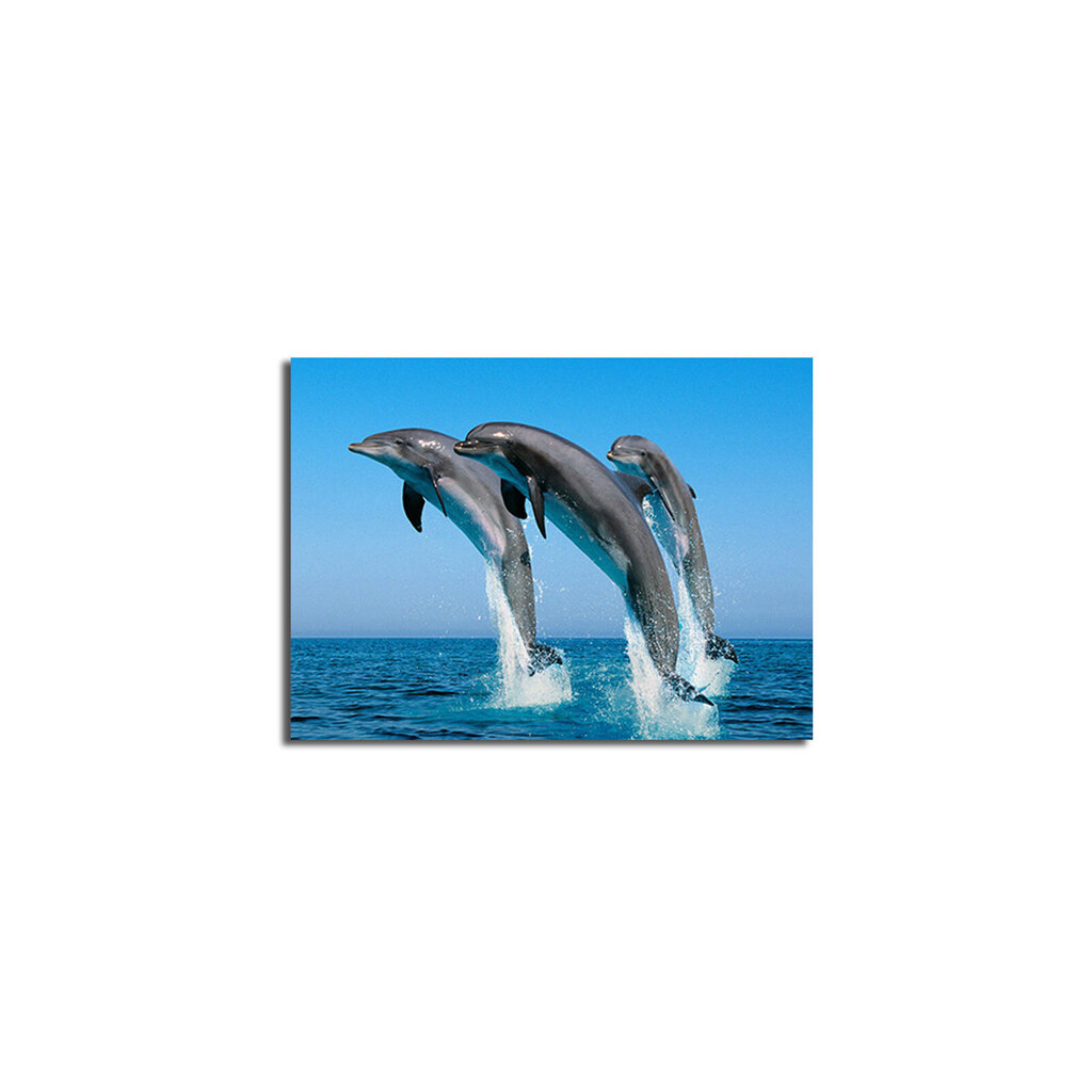 Delfiinit taulu hinta ja tiedot | Taulut | hobbyhall.fi