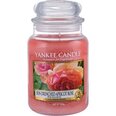 Yankee Candle Sun-Drenched Apricot Rose tuoksukynttilä 623 g