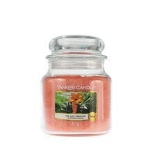 Yankee Candle Tuoksukynttilä the Last Paradise 411g hinta ja tiedot | Kynttilät ja kynttilänjalat | hobbyhall.fi