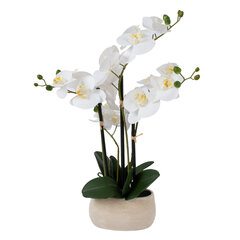 Valkoinen orkidea, jossa 4 haaraa PUUTARASSA, K55cm, harmaa ruukku hinta ja tiedot | Keinotekoiset kukat | hobbyhall.fi