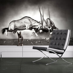 Valokuvatapetti - Gemsbok taistelu 400x309 cm hinta ja tiedot | Valokuvatapetit | hobbyhall.fi