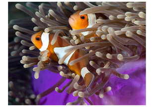 Valokuvatapetti - Clownfish 400x309 cm hinta ja tiedot | Valokuvatapetit | hobbyhall.fi