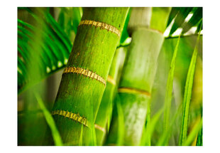 Valokuvatapetti - bamboo - detail 250x193 cm hinta ja tiedot | Valokuvatapetit | hobbyhall.fi