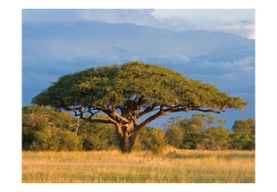 Valokuvatapetti - Afrikkalainen akaasia puu, Hwange National Park, Zimbabwe 200x154 cm hinta ja tiedot | Valokuvatapetit | hobbyhall.fi