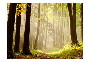 Valokuvatapetti - Mysterious forest path 400x309 cm hinta ja tiedot | Valokuvatapetit | hobbyhall.fi