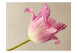 Valokuvatapetti - Pink tulip 400x309 cm hinta ja tiedot | Valokuvatapetit | hobbyhall.fi
