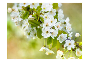 Valokuvatapetti - Kaunis herkkä kirsikankukkia 250x193 cm hinta ja tiedot | Valokuvatapetit | hobbyhall.fi