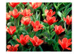 Valokuvatapetti - Painted flowers 300x231 cm hinta ja tiedot | Valokuvatapetit | hobbyhall.fi
