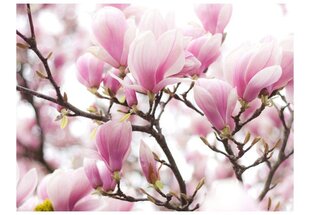 Valokuvatapetti - Magnolia bloosom 400x309 cm hinta ja tiedot | Valokuvatapetit | hobbyhall.fi