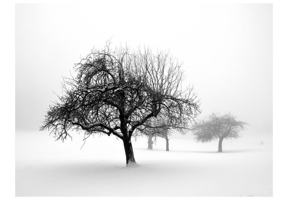 Valokuvatapetti - winter - trees hinta ja tiedot | Valokuvatapetit | hobbyhall.fi