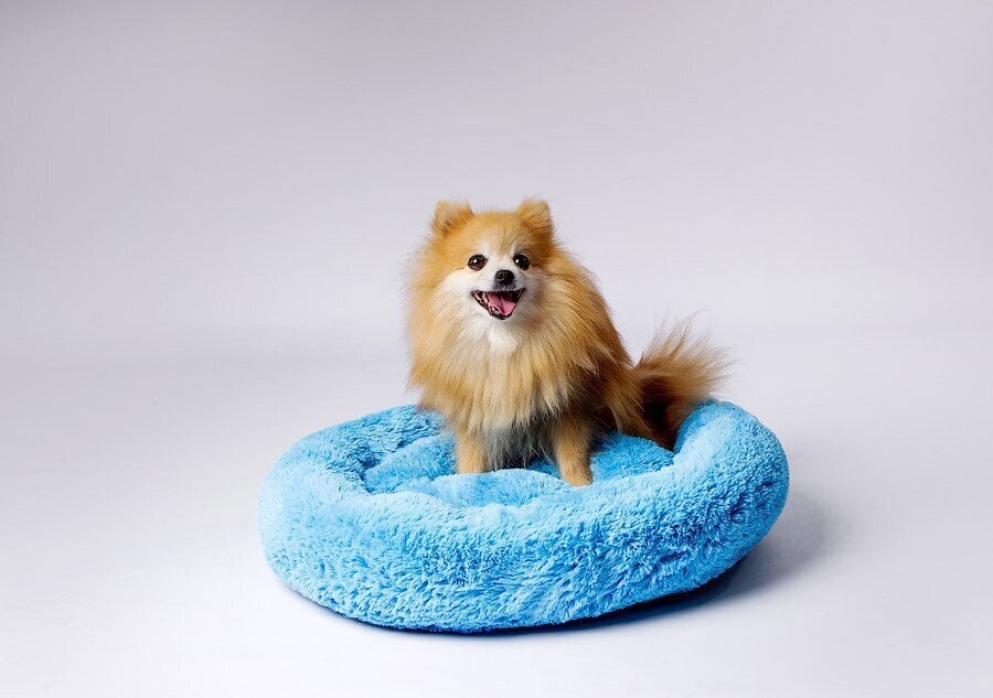 Koiran peti Go Gift Shaggy, eri kokoja, sininen hinta ja tiedot | Pedit ja pesät | hobbyhall.fi