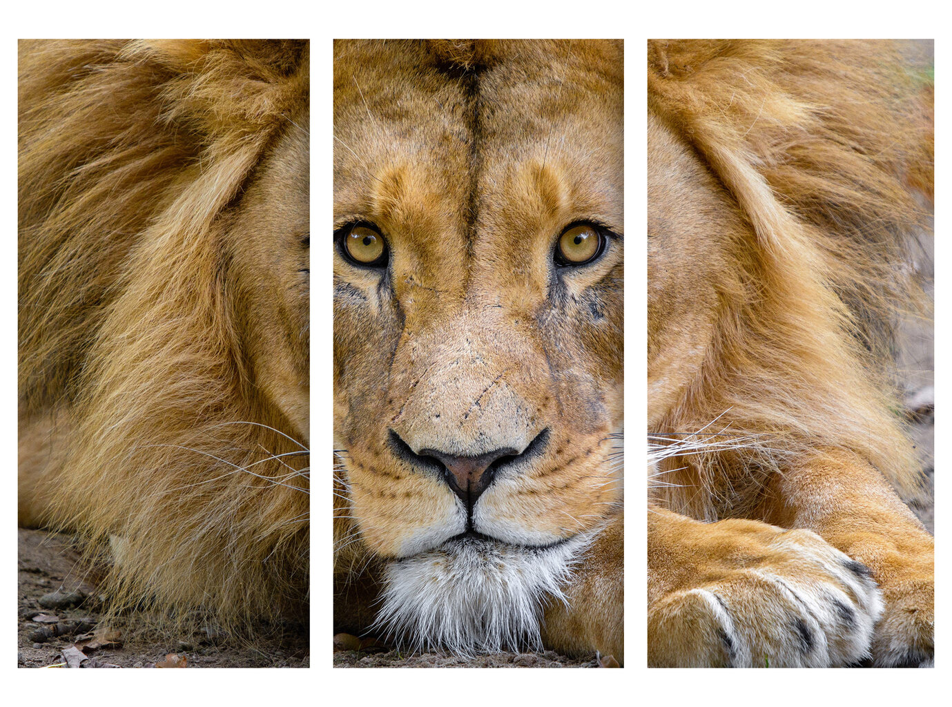 Triptyykki leijona, 150 x 100 cm, Wolf Kult hinta ja tiedot | Taulut | hobbyhall.fi