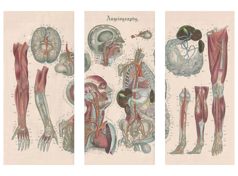 Triptyykki Anatomia III, 150 x 100 cm, Wolf Kult