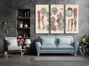 Triptyykki Anatomia III, 150 x 100 cm, Wolf Kult hinta ja tiedot | Taulut | hobbyhall.fi