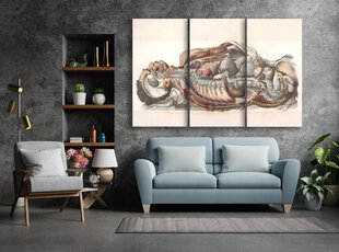 Triptyykki Ihmisen anatomia, 150 x 100 cm, Wolf Kult hinta ja tiedot | Taulut | hobbyhall.fi