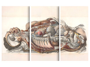 Triptyykki Ihmisen anatomia, 150 x 100 cm, Wolf Kult hinta ja tiedot | Taulut | hobbyhall.fi