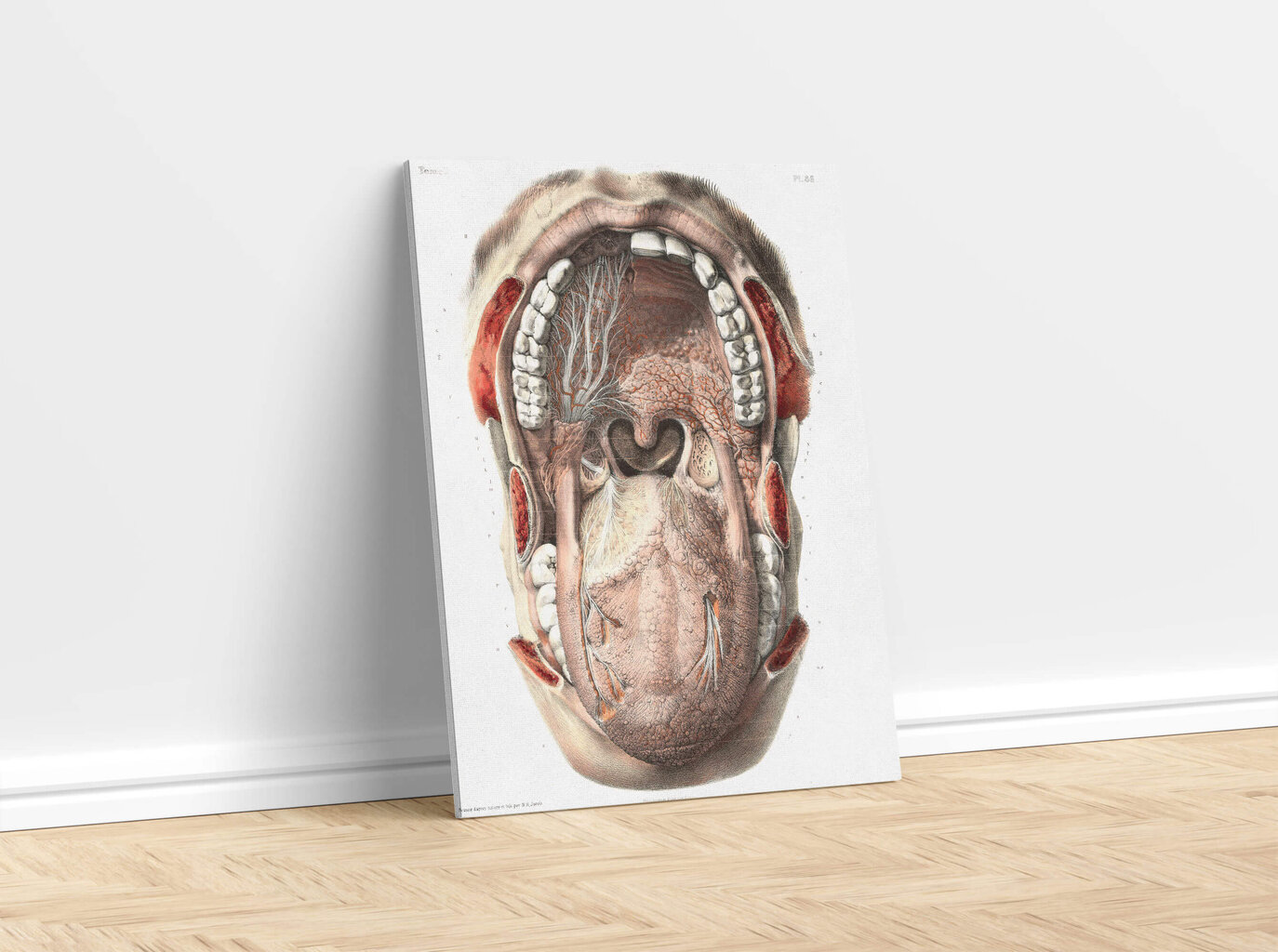 Maalaus Suun anatomia, 100 x 70 cm, Wolf Kult hinta ja tiedot | Taulut | hobbyhall.fi