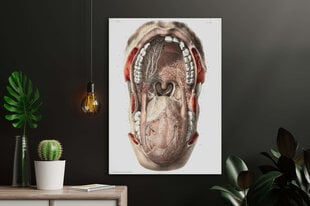 Maalaus Suun anatomia, 100 x 70 cm, Wolf Kult hinta ja tiedot | Taulut | hobbyhall.fi