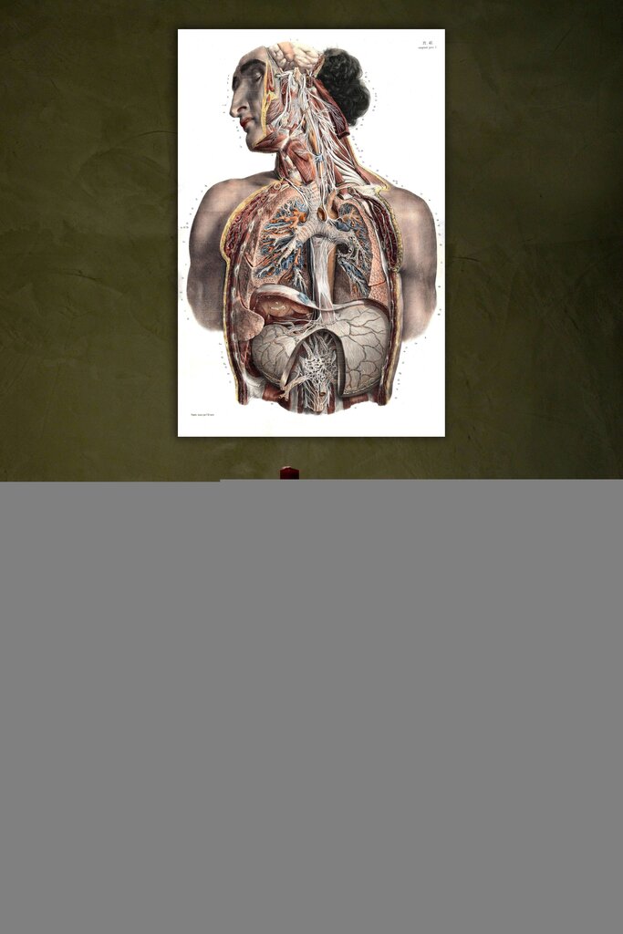 Maalaus anatomia II, 100 x 70 cm, Wolf Kult hinta ja tiedot | Taulut | hobbyhall.fi