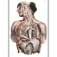Maalaus anatomia II, 100 x 70 cm, Wolf Kult hinta ja tiedot | Taulut | hobbyhall.fi
