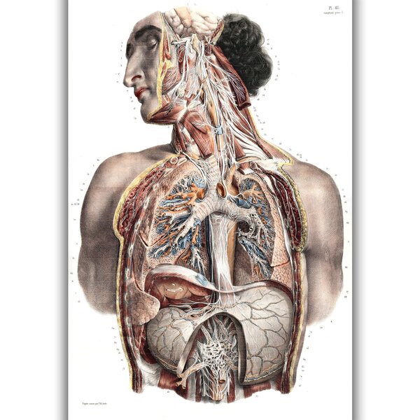 Maalaus anatomia II, 100 x 70 cm, Wolf Kult