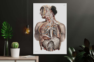 Maalaus anatomia II, 100 x 70 cm, Wolf Kult hinta ja tiedot | Taulut | hobbyhall.fi