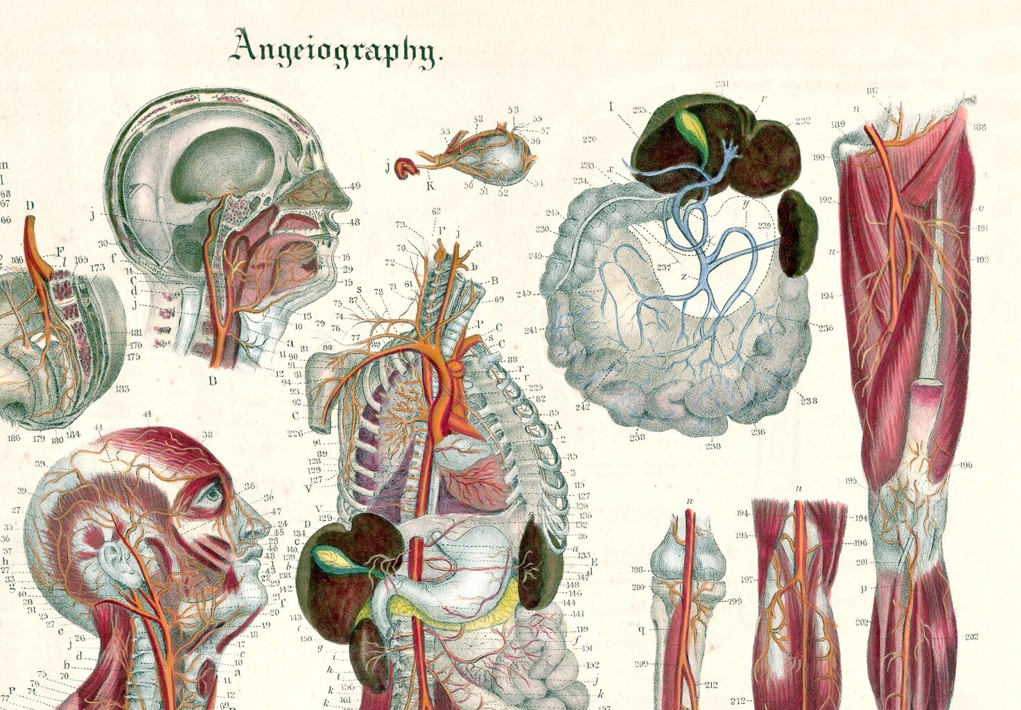 Maalaus Anatomia III, 100 x 70 cm, Wolf Kult hinta ja tiedot | Taulut | hobbyhall.fi