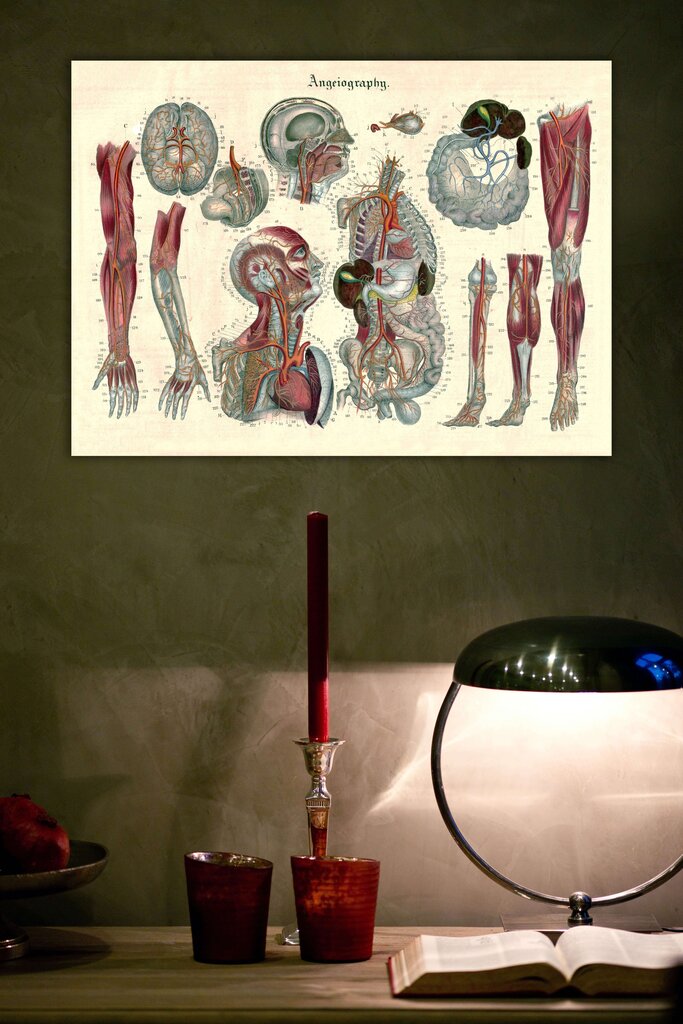 Maalaus Anatomia III, 100 x 70 cm, Wolf Kult hinta ja tiedot | Taulut | hobbyhall.fi