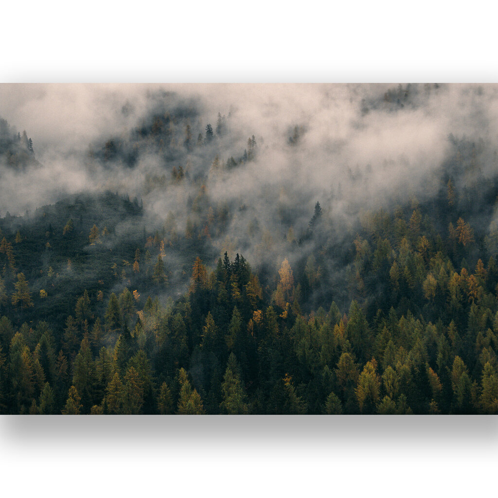 Juliste Sumuinen metsä, 59 x 84 cm (A1), Wolf Kult hinta ja tiedot | Taulut | hobbyhall.fi