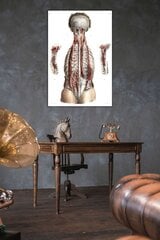 Juliste Anatomia, 59 x 84 cm (A1), Wolf Kult hinta ja tiedot | Taulut | hobbyhall.fi