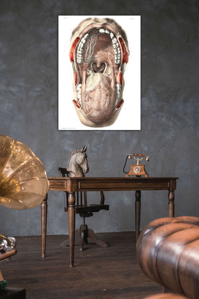 Juliste Suun anatomia, 59 x 84 cm (A1), Wolf Kult hinta ja tiedot | Taulut | hobbyhall.fi