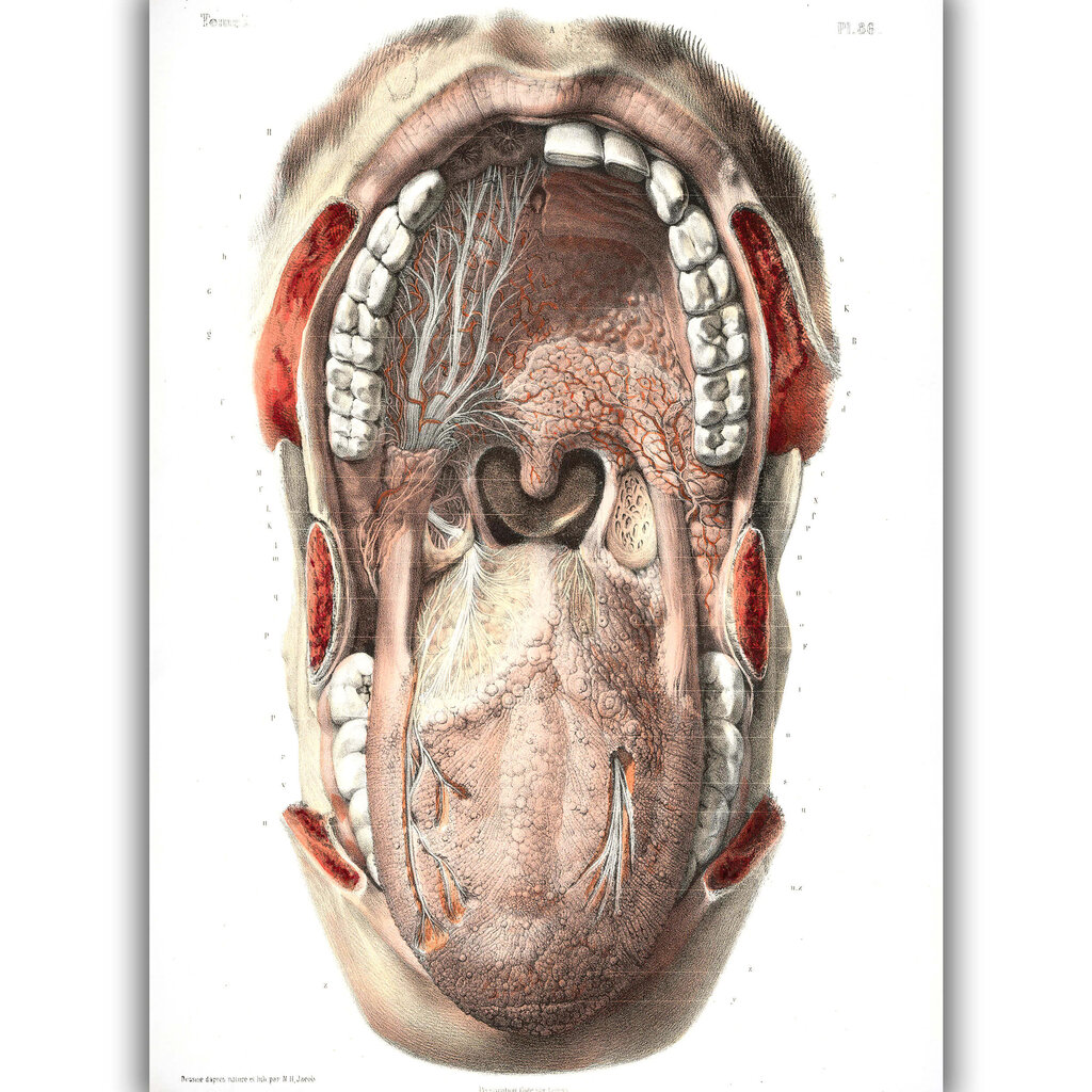 Juliste Suun anatomia, 59 x 84 cm (A1), Wolf Kult hinta ja tiedot | Taulut | hobbyhall.fi