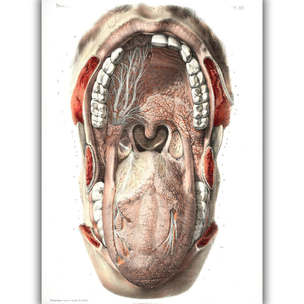 Juliste Suun anatomia, 59 x 84 cm (A1), Wolf Kult