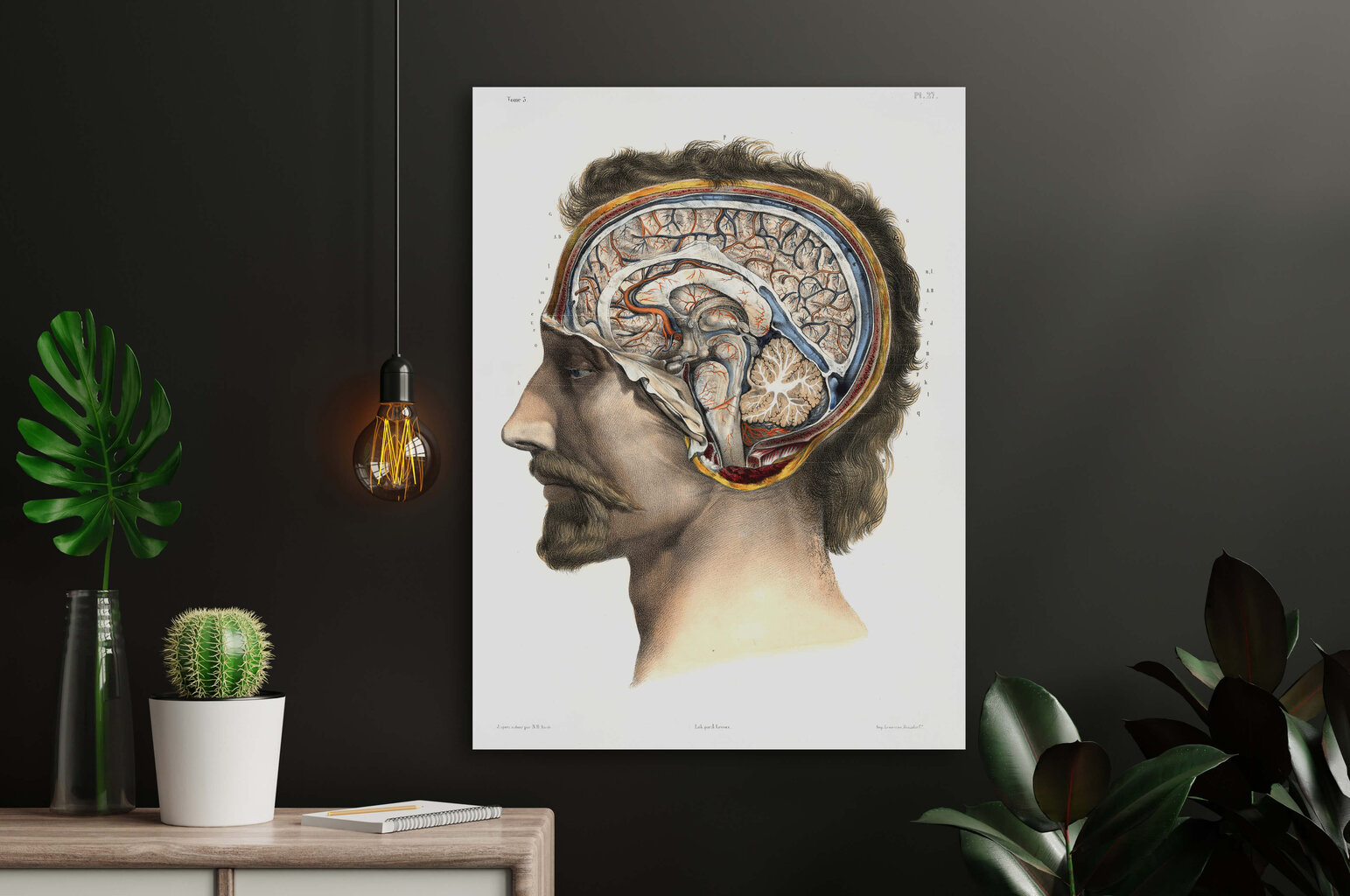 Juliste Aivojen anatomia, 59 x 84 cm (A1), Wolf Kult hinta ja tiedot | Taulut | hobbyhall.fi