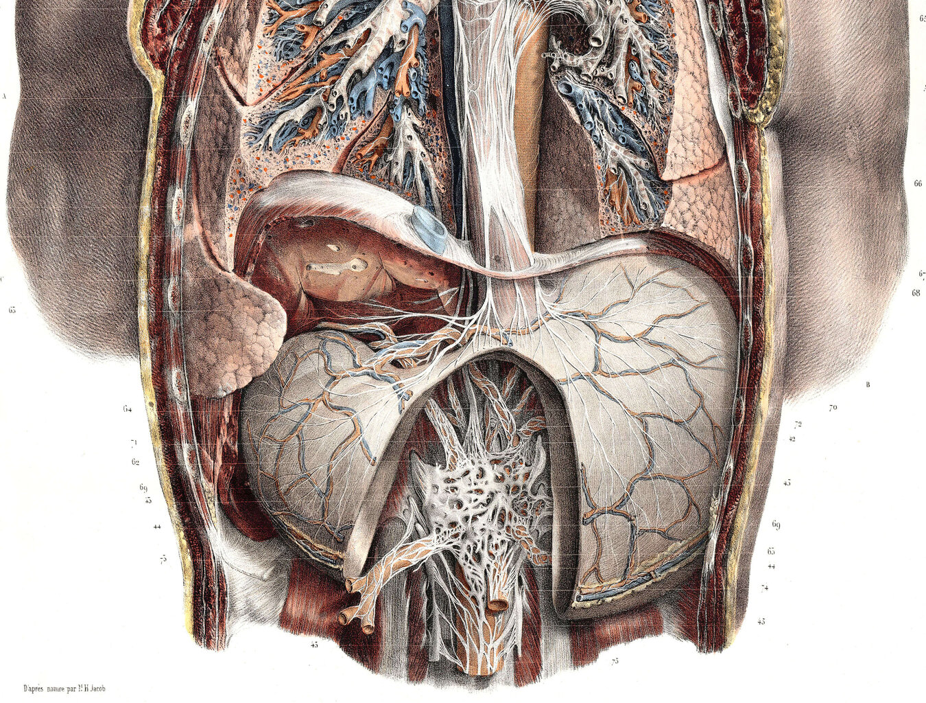 Juliste Anatomia II, 59 x 84 cm (A1), Wolf Kult hinta ja tiedot | Taulut | hobbyhall.fi