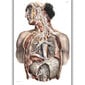 Juliste Anatomia II, 59 x 84 cm (A1), Wolf Kult hinta ja tiedot | Taulut | hobbyhall.fi