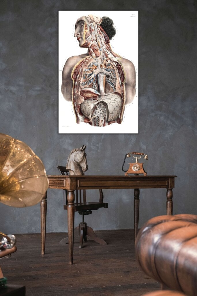 Juliste Anatomia II, 59 x 84 cm (A1), Wolf Kult hinta ja tiedot | Taulut | hobbyhall.fi